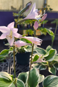 Perennial 8